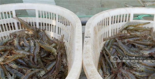 你笑起來真好看丨凝聚廣西人力量 奪取脫貧攻堅(jiān)戰(zhàn)全面勝利 農(nóng)家樂休閑觀光服務(wù)